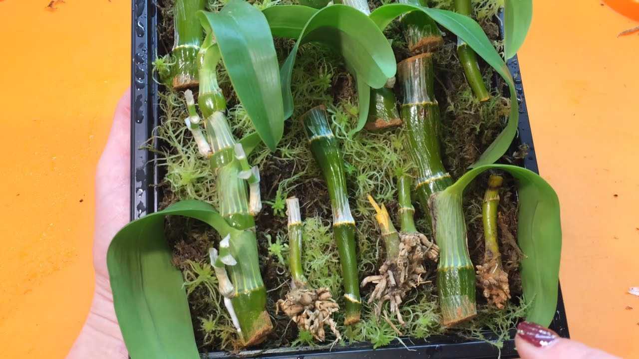 Орхидея дендробиум — уход и размножение в домашних условиях, фото