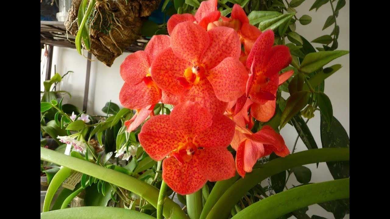 Правила ухода за орхидеей в домашних условиях фото