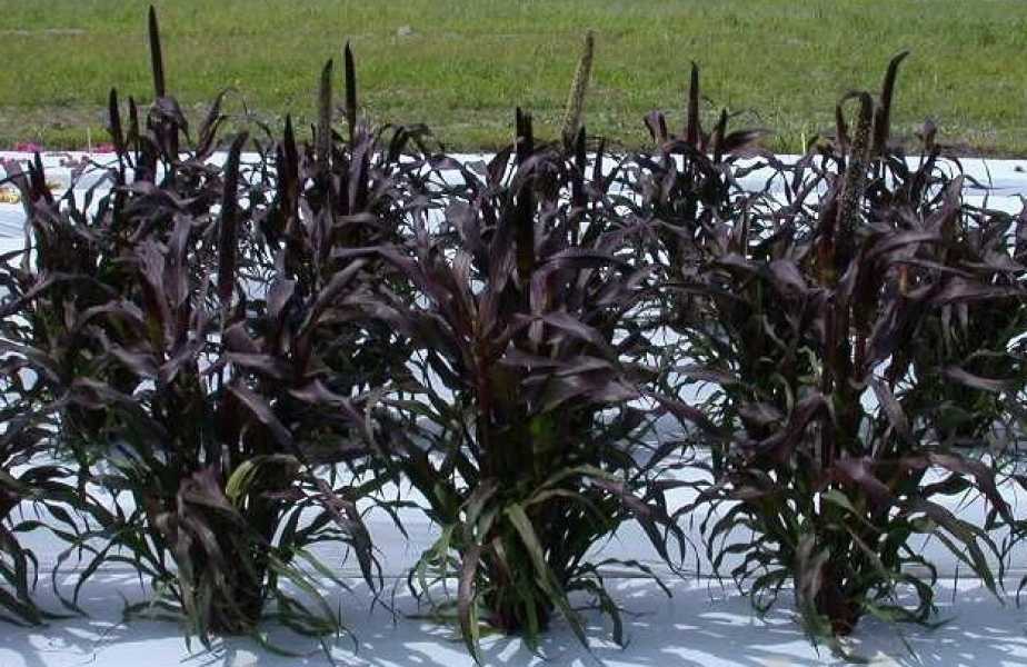 Щетинник сизый величественный фиолетовый посадка и уход выращивание из семян виды щетинника фото