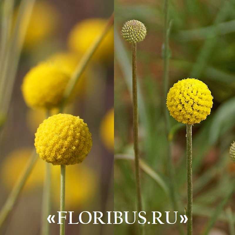 Краспедия шаровидная "барабанные палочки": фото цветка, выращивание из семян