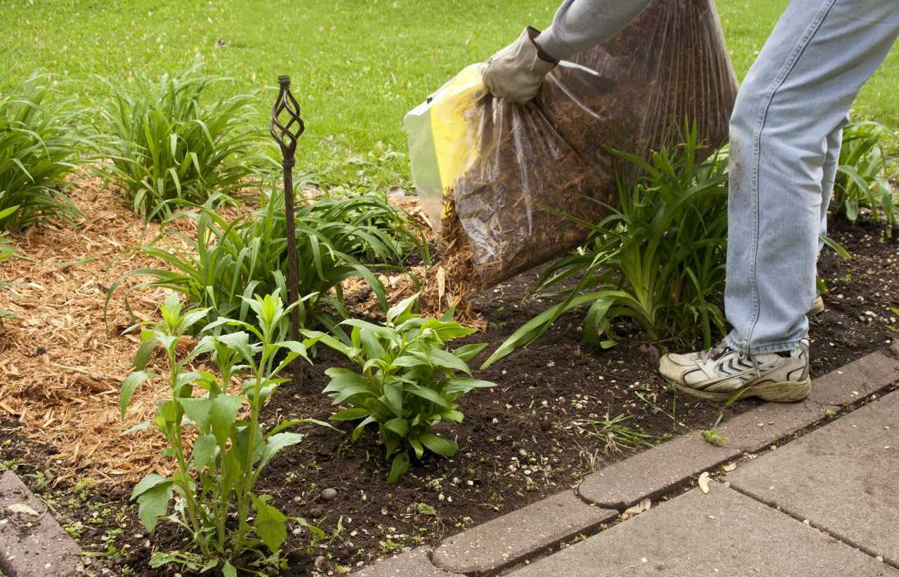 Как избавиться от сорняков на участке, садовых дорожках и грядках: 6 способов - своими руками на даче  - как посеять, сажать, ухаживать за растениями и цветами