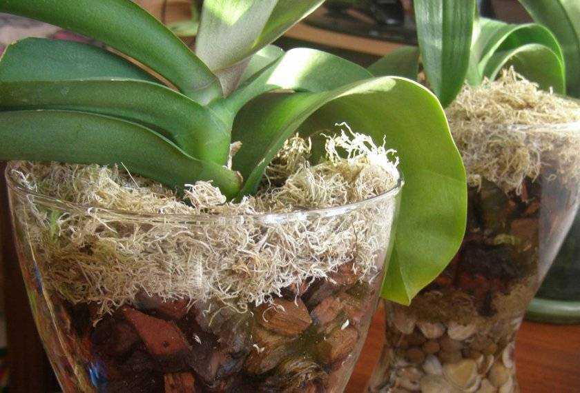 Орхидея ванда: все секреты выращивания | огородники