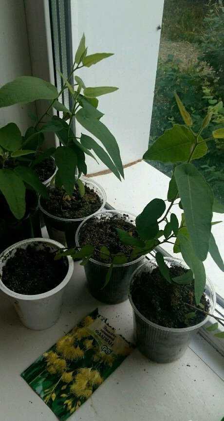 Эвкалипт «бэйби блу» из семян — мой опыт выращивания. уход в домашних условиях. фото — ботаничка.ru