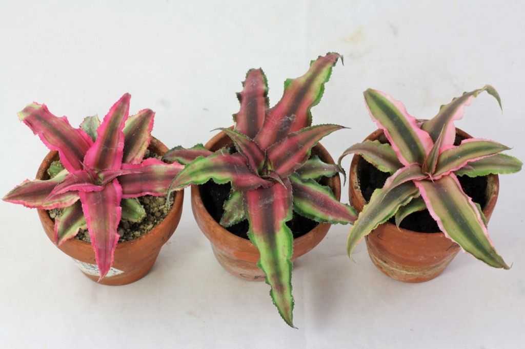 Криптантус - бромелиевые - комнатные растения