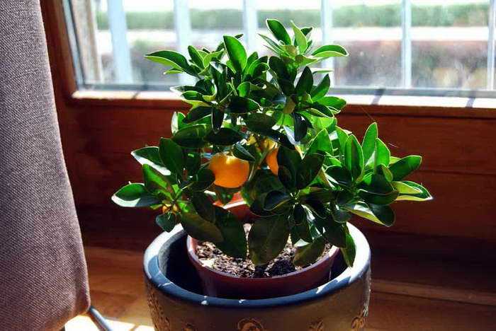 Цитрус каламондин как экзотическое комнатное растение