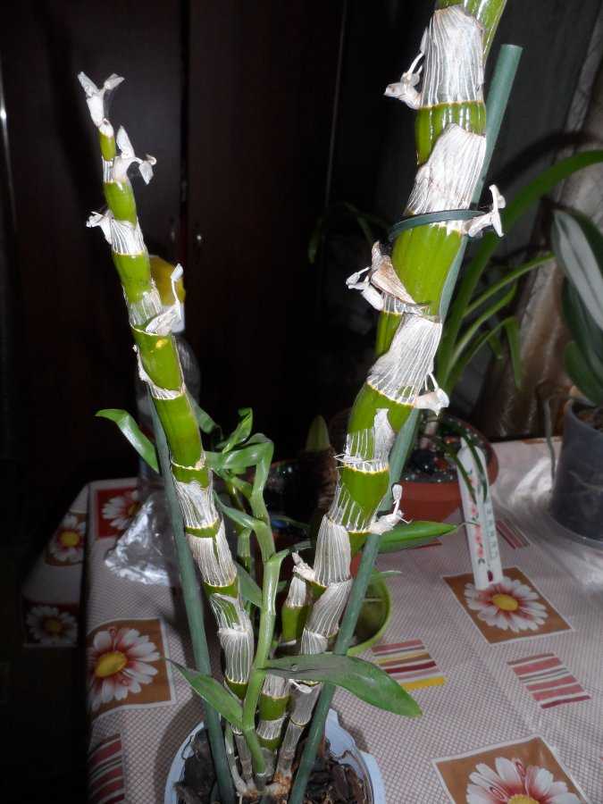 Описание орхидеи дендробиум «берри ода», советы по ее выращиванию от опытных цветоводов