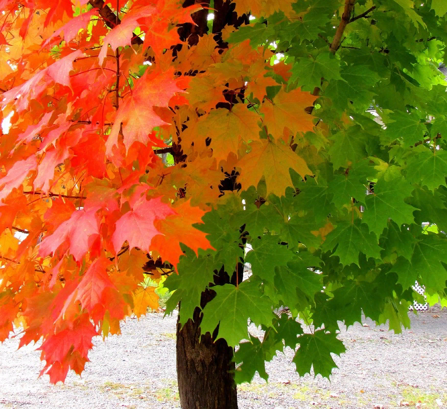 Клён: фото деревьев, семян и листьев, разновидности клена и их описание