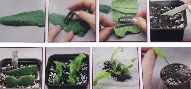Размножение стрептокарпуса листом. фото