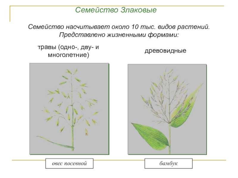 Семейство мятликовые (злаки) – poaceae - студопедия