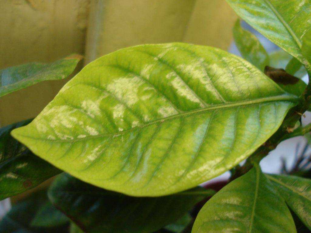У лимона липкие листья: что делать и как спасти растение
