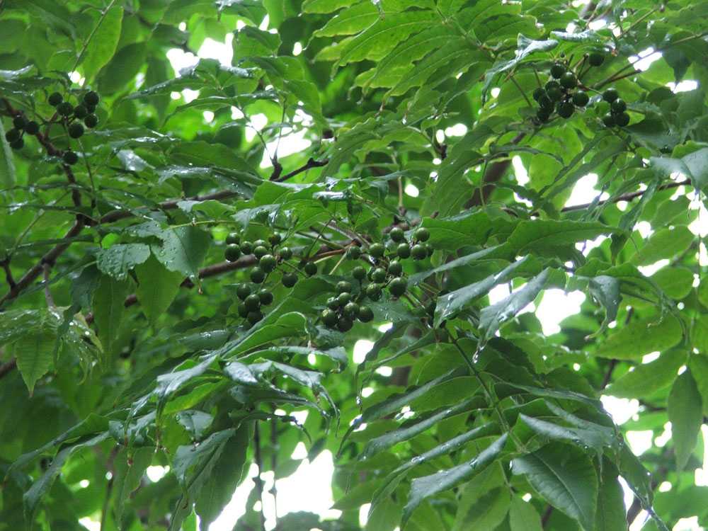 Амурский бархат — отличная замена пробковому дереву