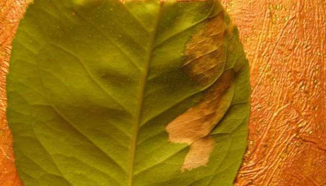 Почему появляется липкий налет на листьях комнатных растений и как от него избавиться