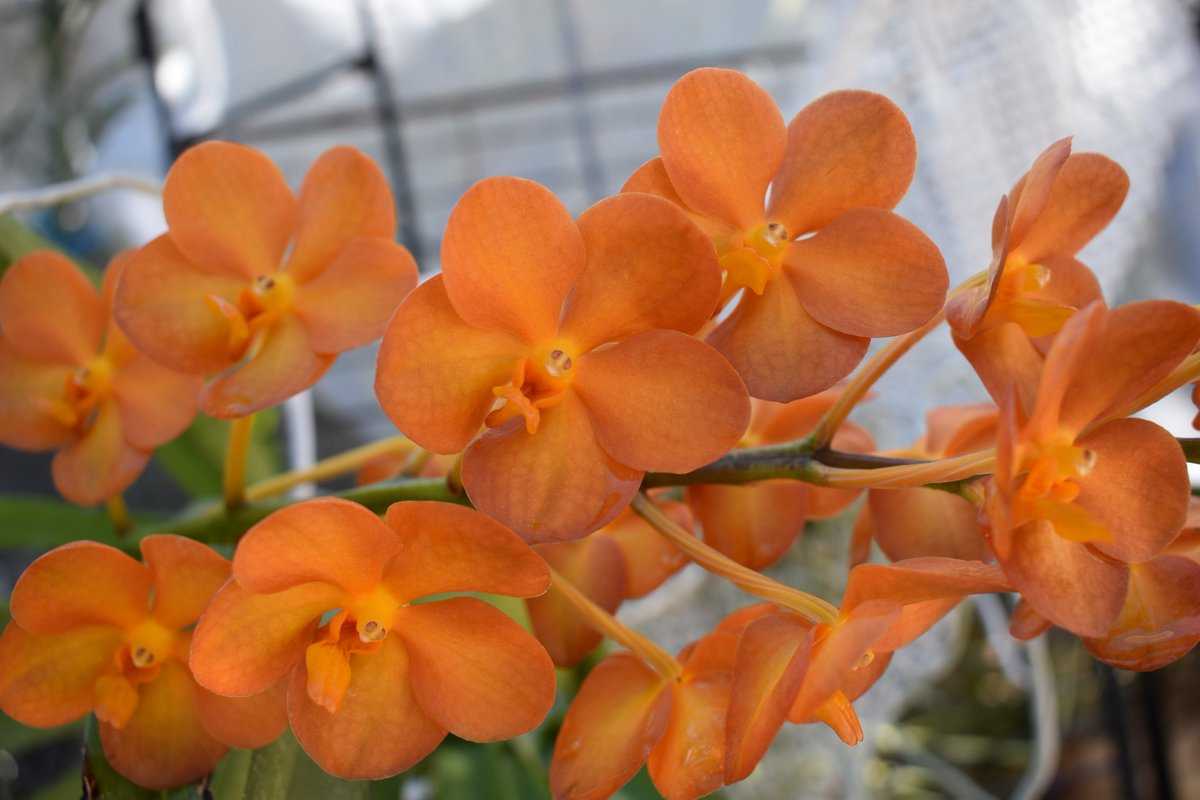 Яркая и прекрасная оранжевая орхидея