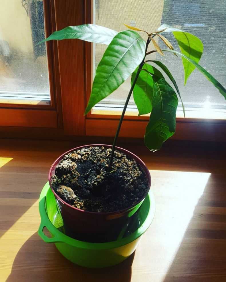 Манго из косточки: как посадить, удобрять и вырастить своими руками манговое дерево