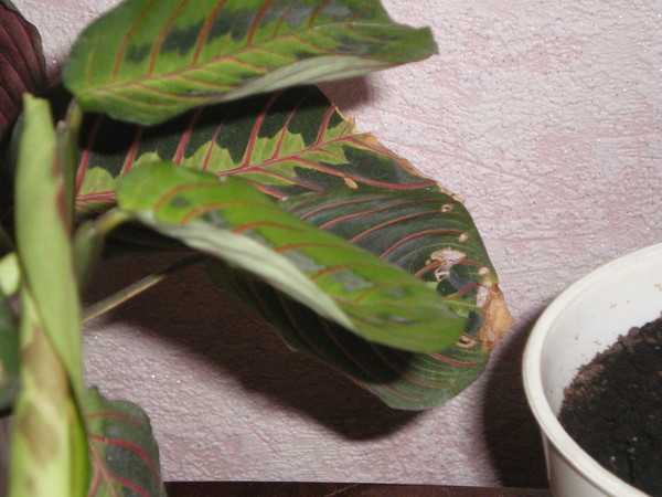 Почему у маранты желтеют, сохнут и скручиваются листья – причины и лечение