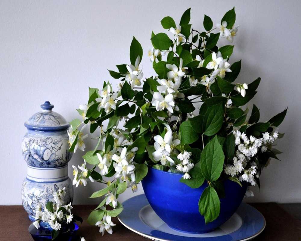 Жасмин: красивое комнатное растение с ароматными цветами