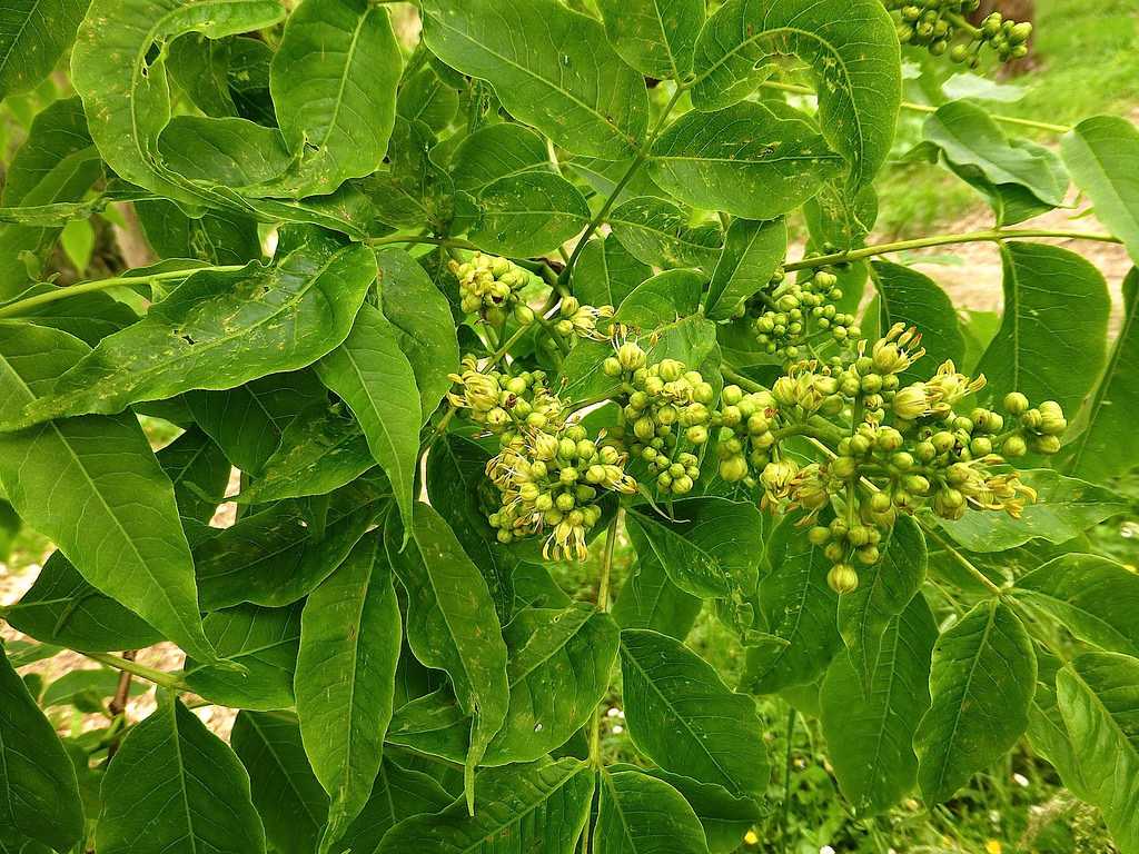 Лечебные свойства дерева амурский бархат и их описание