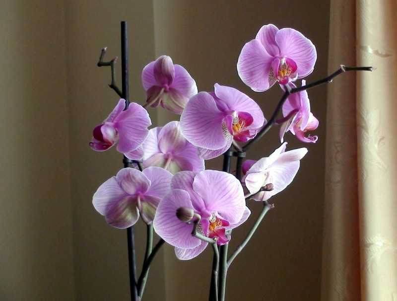 Болезни орхидей фаленопсис и их лечение