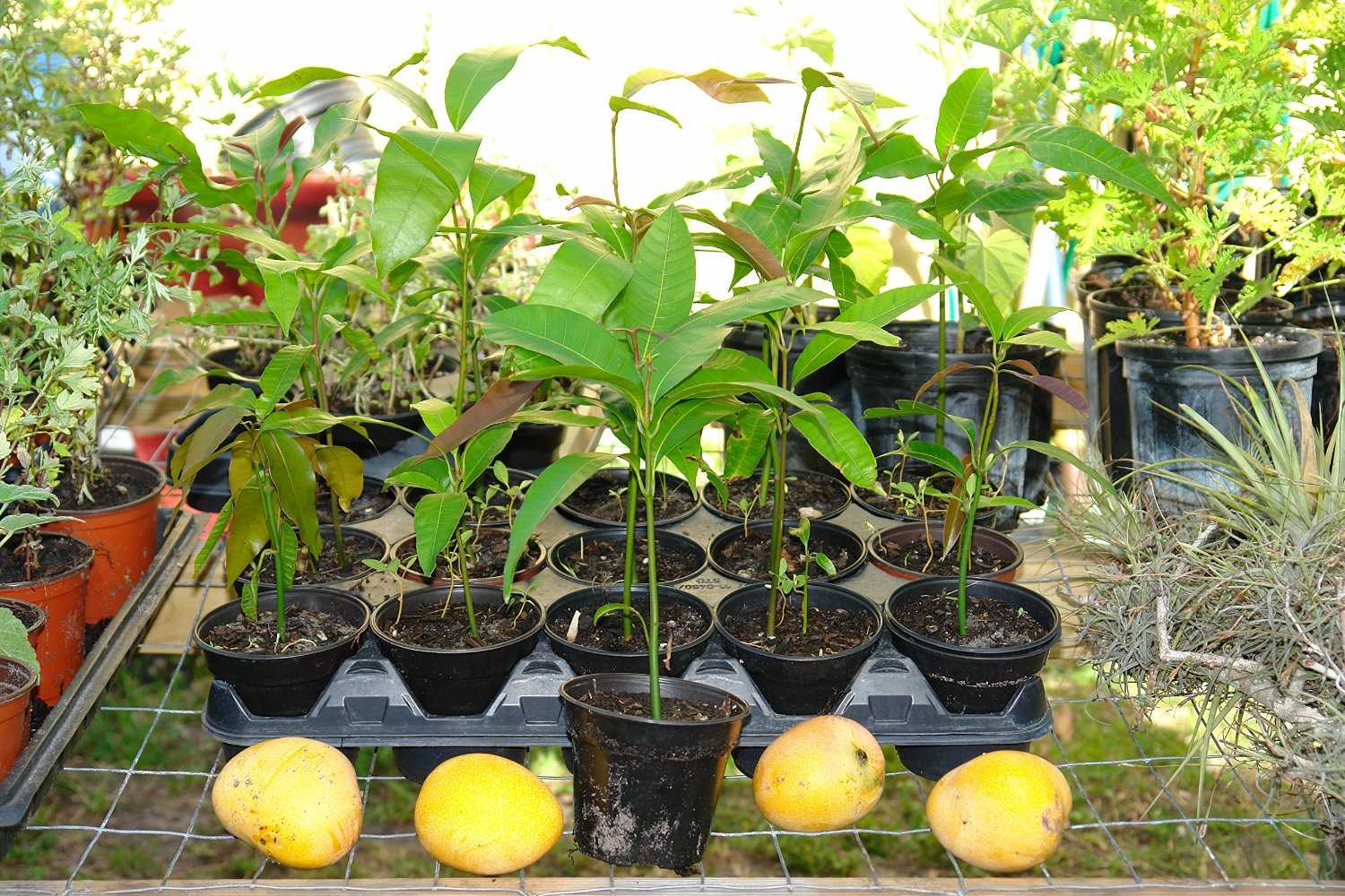 Как посадить и вырастить манго из косточки в домашних условиях