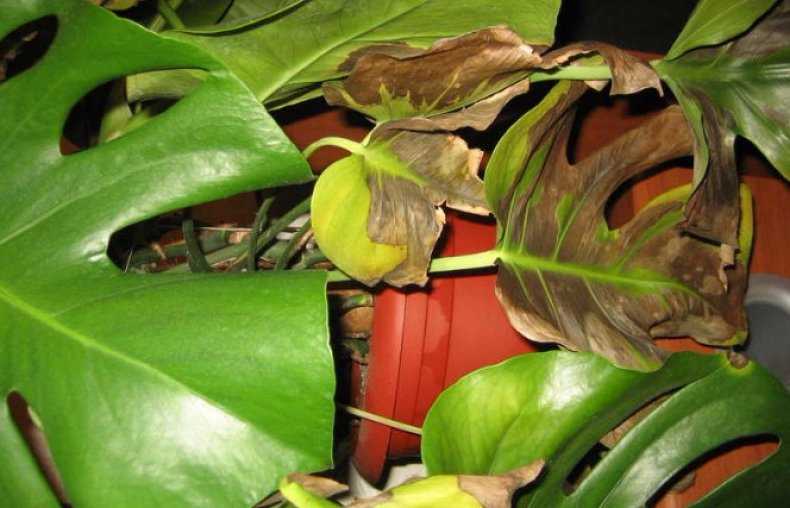 Болезни орхидей и их лечение, фото, описание в домашних условиях: пятна на цветах в горшке, сажистый грибок, плесень, появились черные точки, коричневая гниль корней