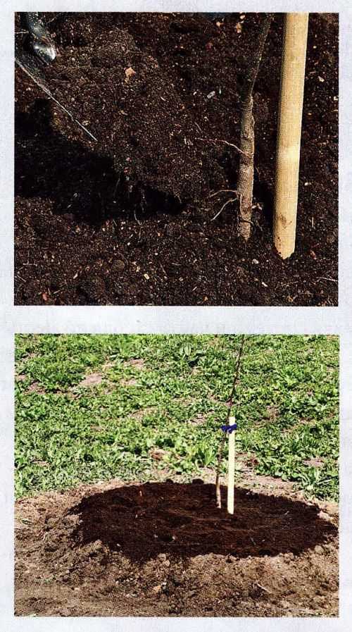 Как правильно сажать плодовые деревья в глинистые почвы - секреты садоводов