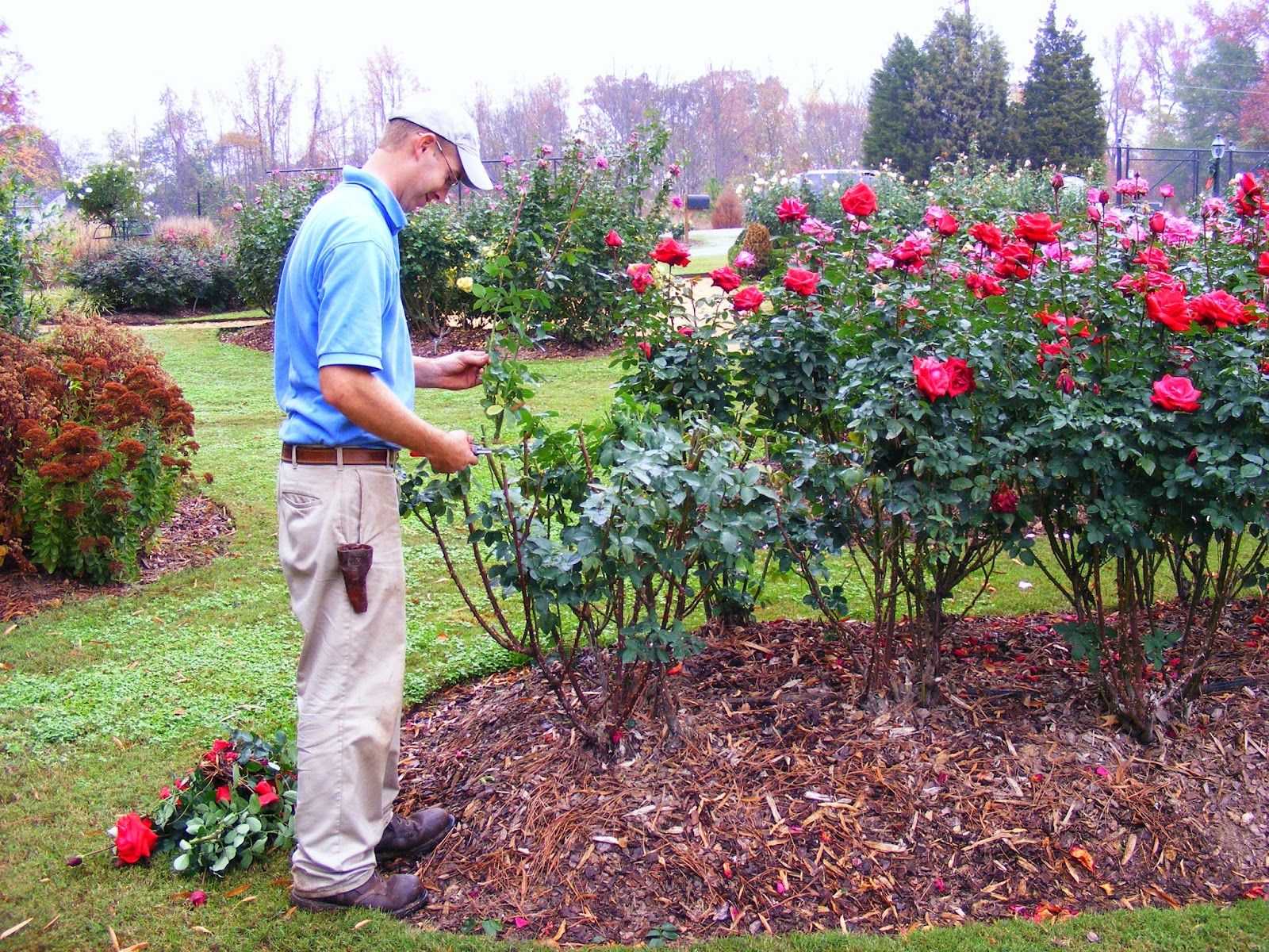 Парковые розы: уход и выращивание, описание сортов с названиями