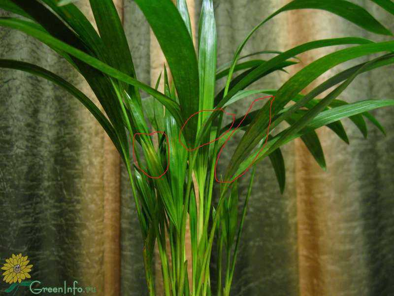 Пальма арека хризалидокарпус — уход в домашних условиях