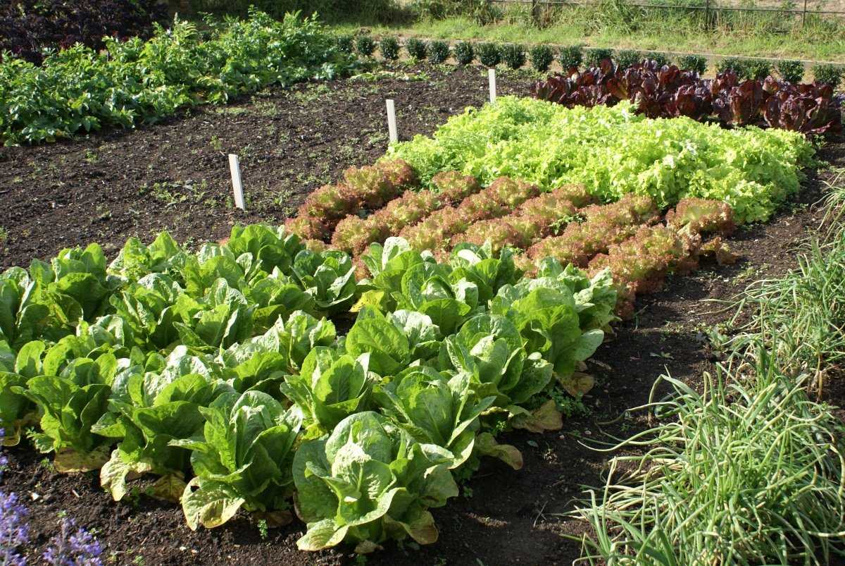 Зеленные овощные культуры. технологии выращивания