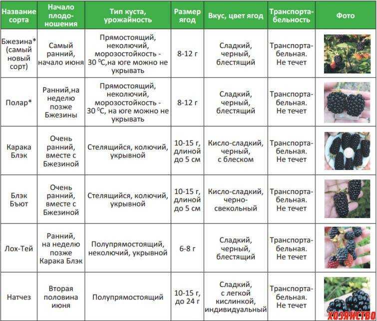 Актинотус подсолнечниковый травянистые растения для открытого грунта - ic-stroy.ru