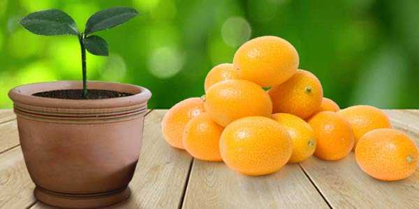Кумкват, апельсин и мандарин: можно ли вырастить в саду? | огородники