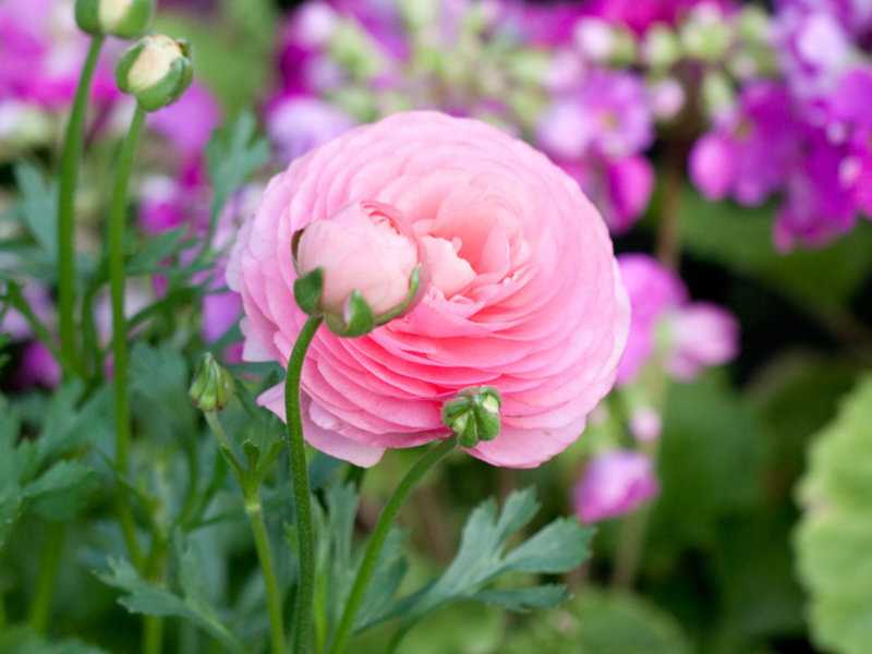 Цветы лютики многолетние садовые цветы фото