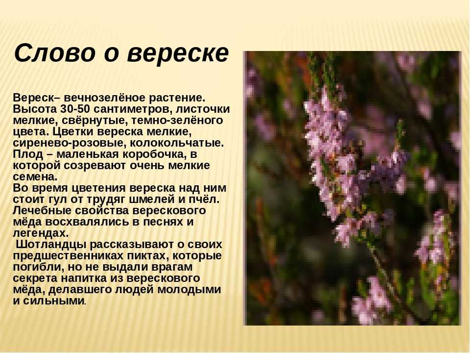 Растение вереск: фото и описание, сорта цветка