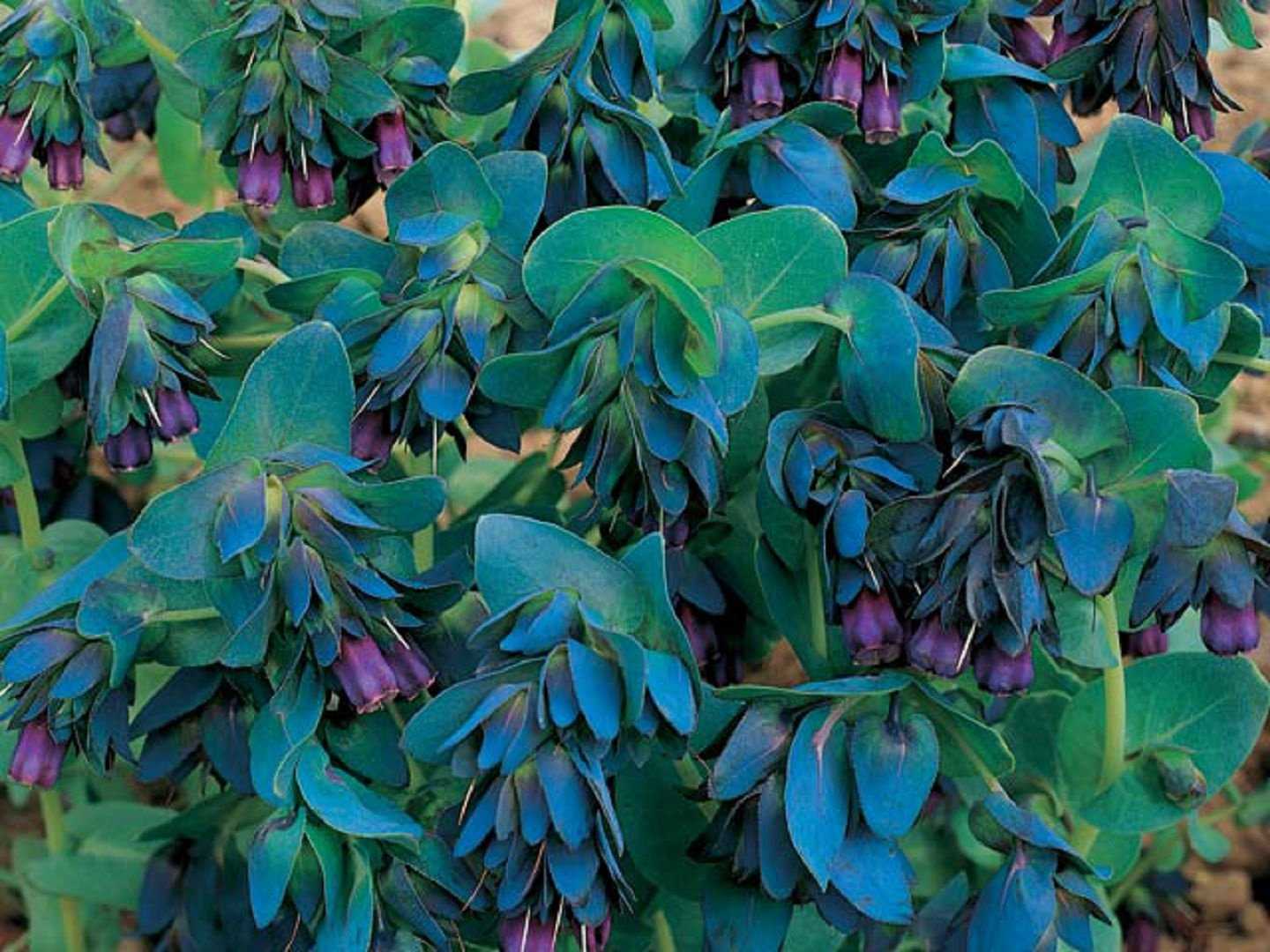 Восковник обыкновенный (болотная мирта) – myrica gale l.семейство мириковые – myricaceae