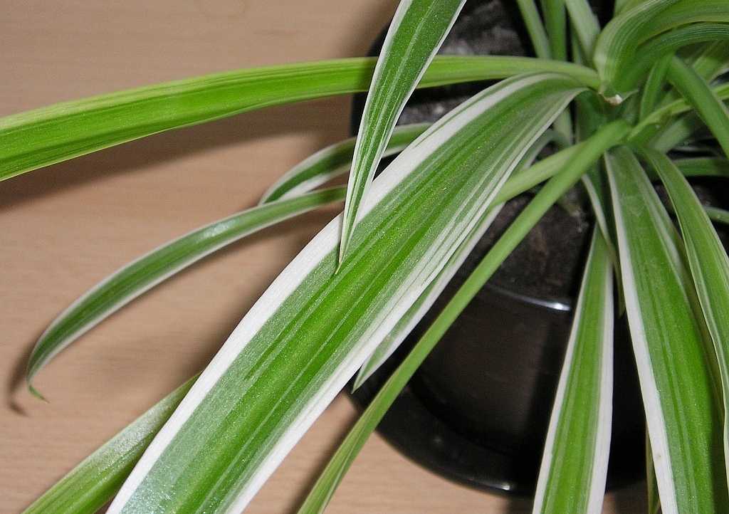Хлорофитум садовый с белыми полосками фото
