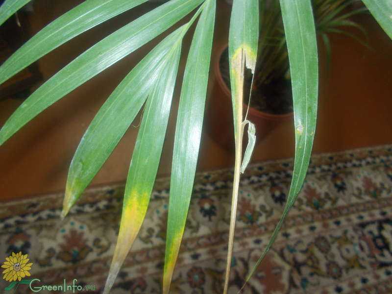 Почему желтеет пальма в домашних условиях