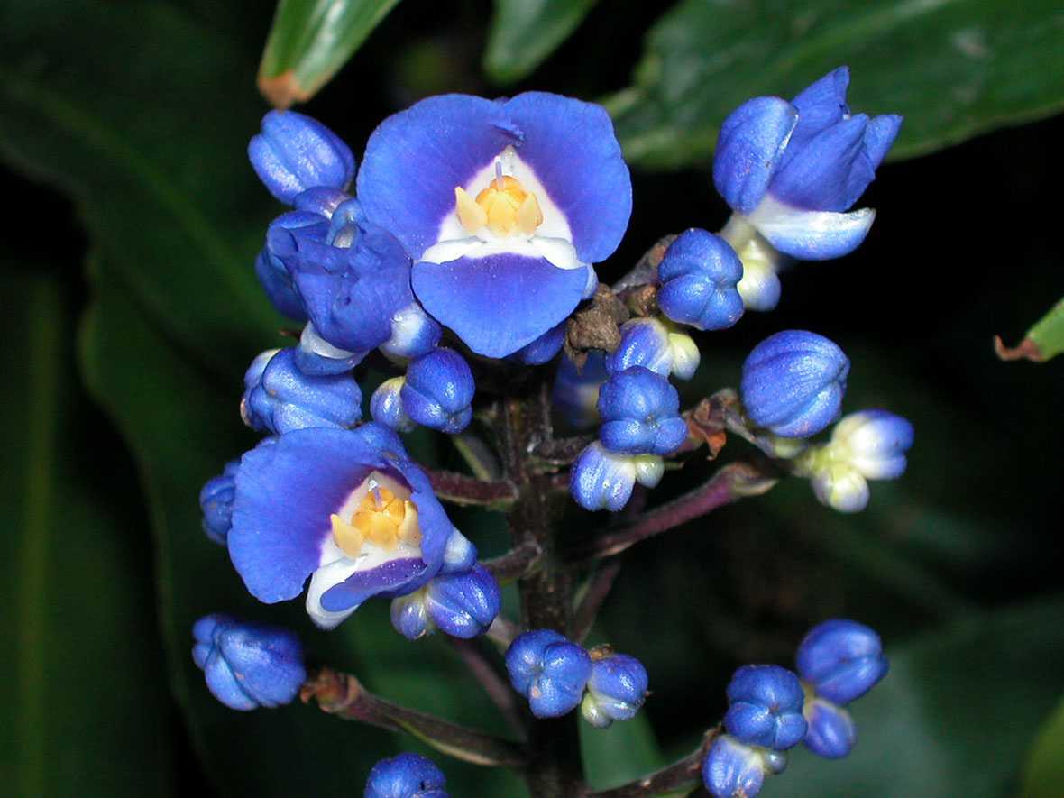 Удивительное экзотическое растение — «дихоризандра»: фото и описание лианы