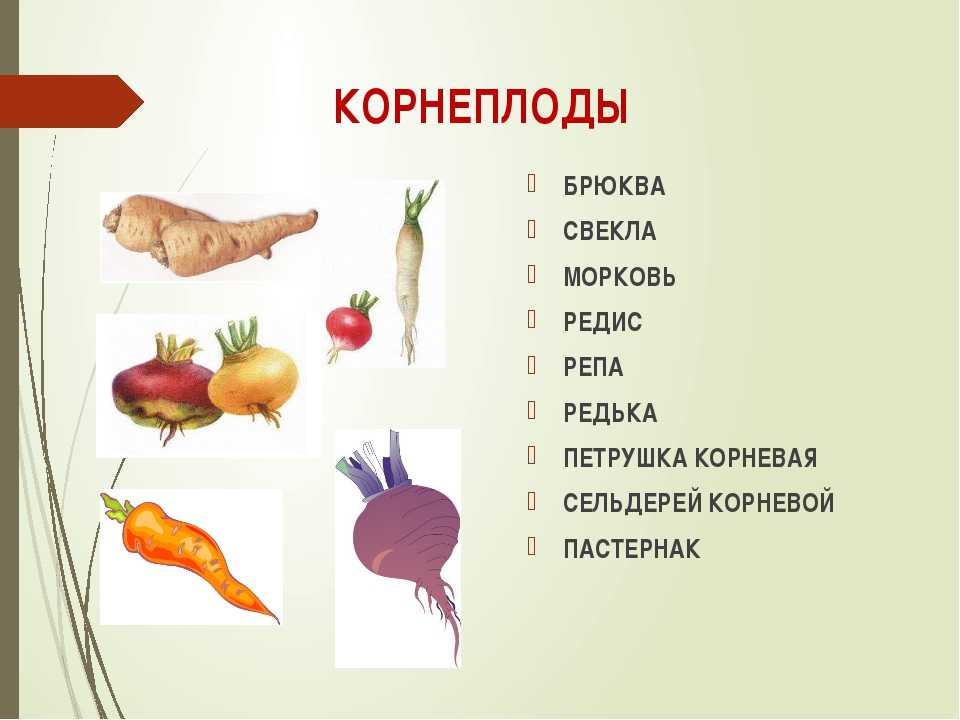 Классификация овощных культур