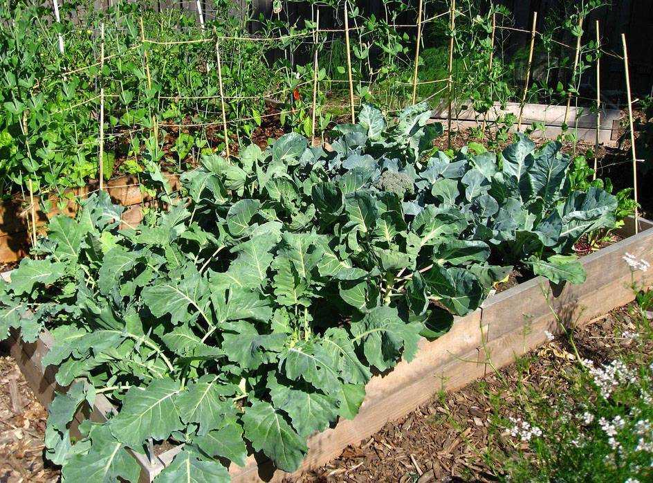 Капуста брокколи: выращивание и уход в открытом грунте, сбор и хранение урожая, фото