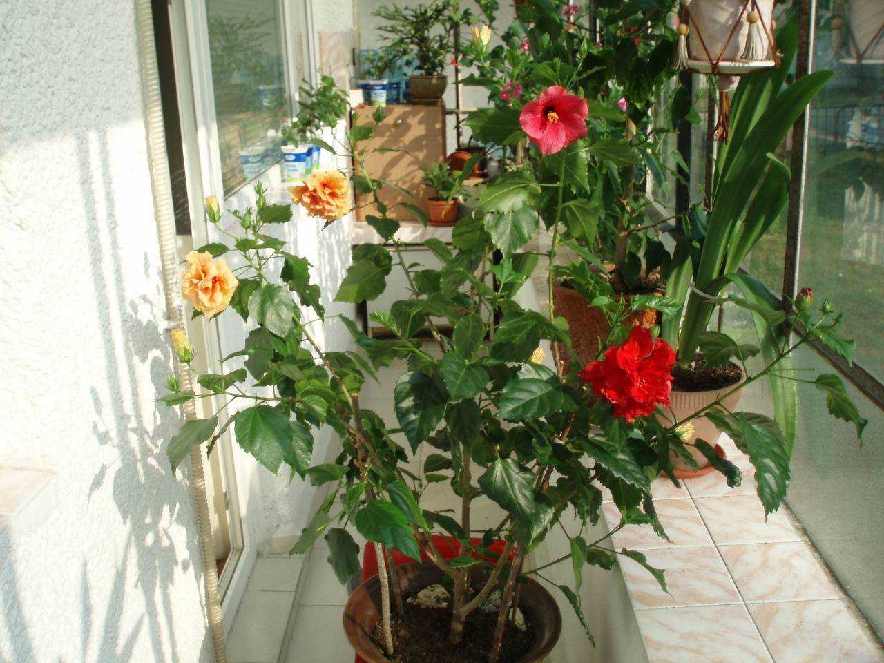 Гибискус. китайская роза на подоконнике. уход за гибискусом - домашние растения
