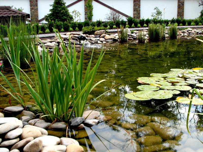 Болотница или ситняг: растение для водоемов и аквариумов