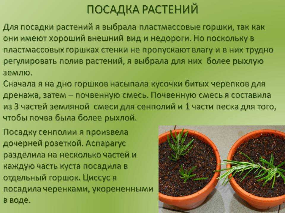 Как ухаживать за антуриумом в домашних условиях - pahistahis.ru