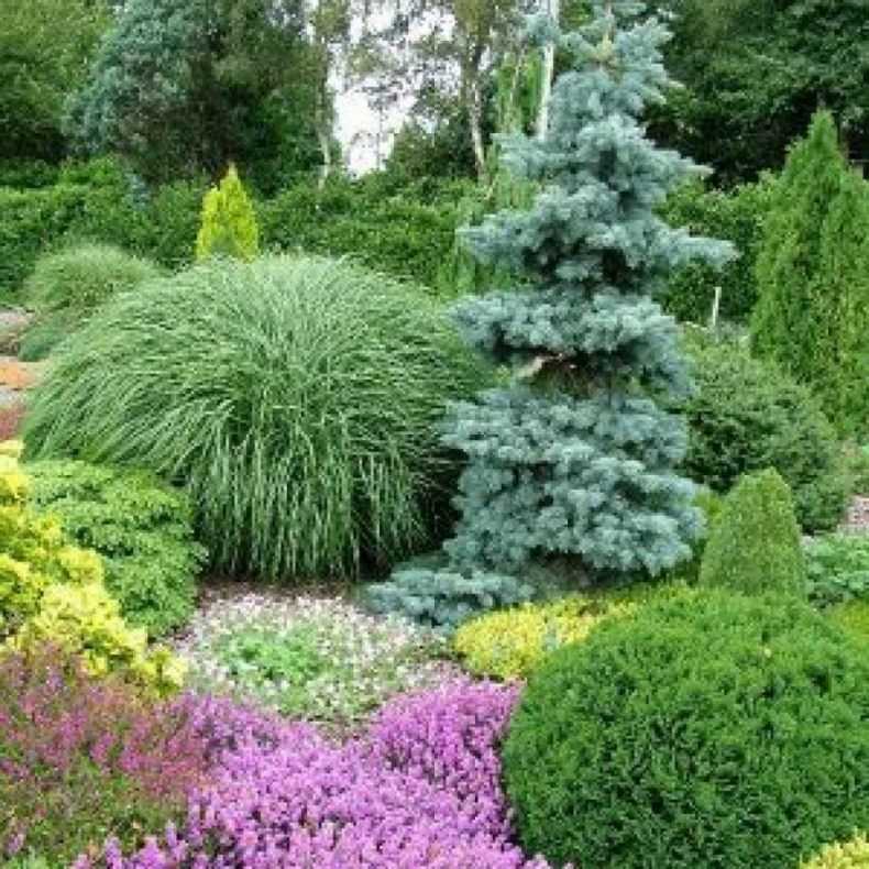 Вечнозеленые декоративные кустарники для сада