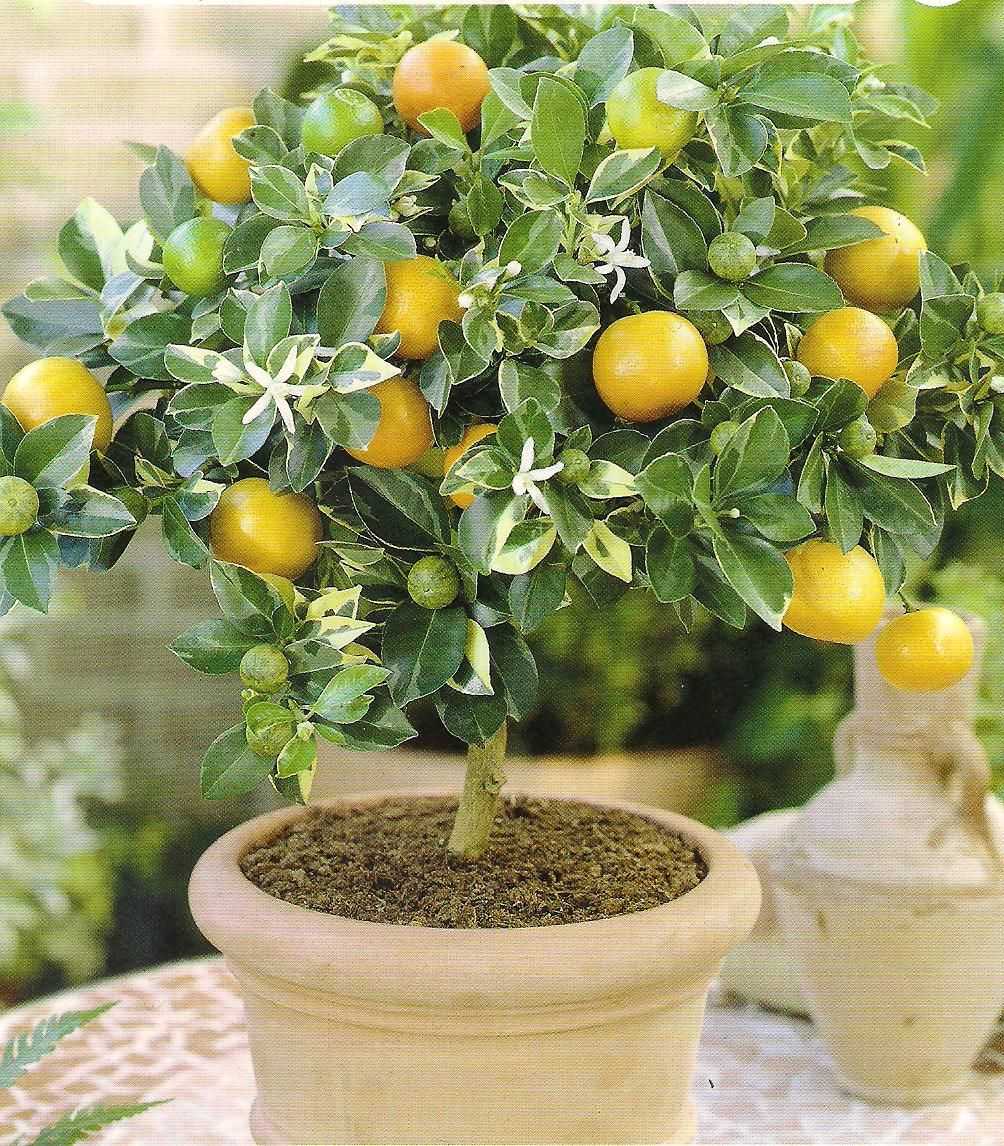Лимон (citrus limon). выращивание, формирование. | floplants. о комнатных растениях