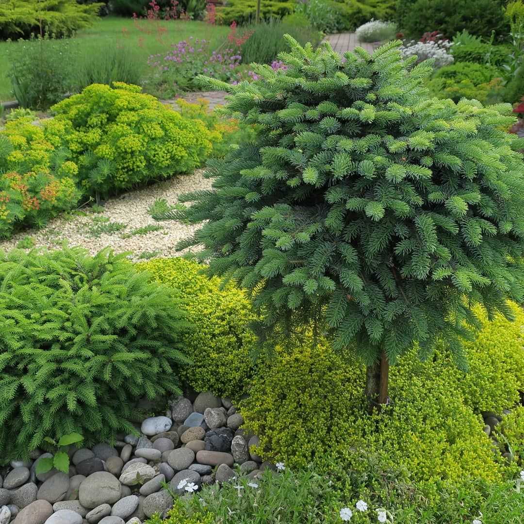 Декоративные хвойные растения для сада - сад и клумба