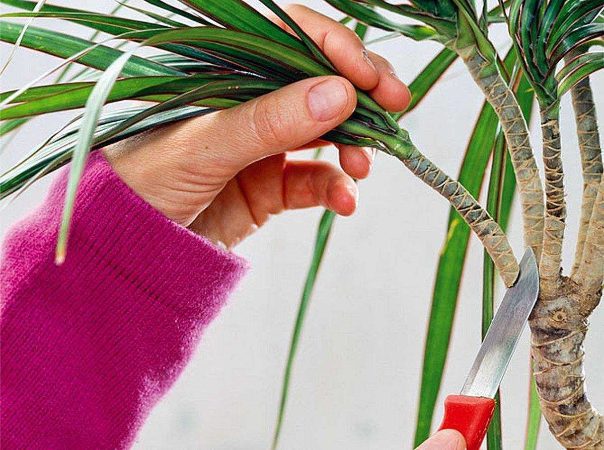 Почему появляется липкий налет на листьях комнатных растений и как от него избавиться