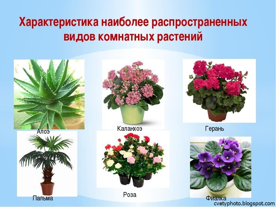 Комнатные растения декоративно-лиственные: лучшие виды с фото | natalyamanueva.ru