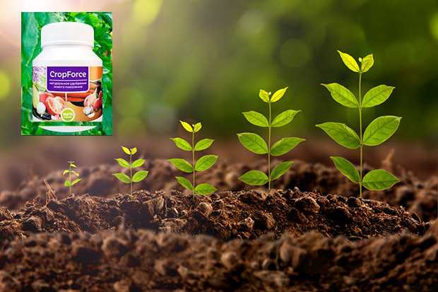 Как ухаживать за фиолетовой кислицей в комнатных условиях? можно ли выращивать ее в саду?