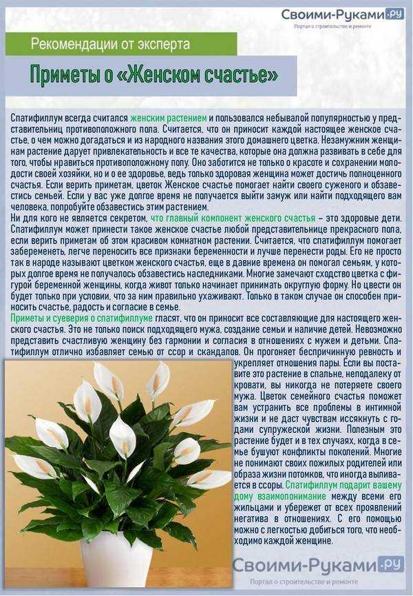 Почему у спатифиллума зеленеют цветы — причины и решение проблемы
