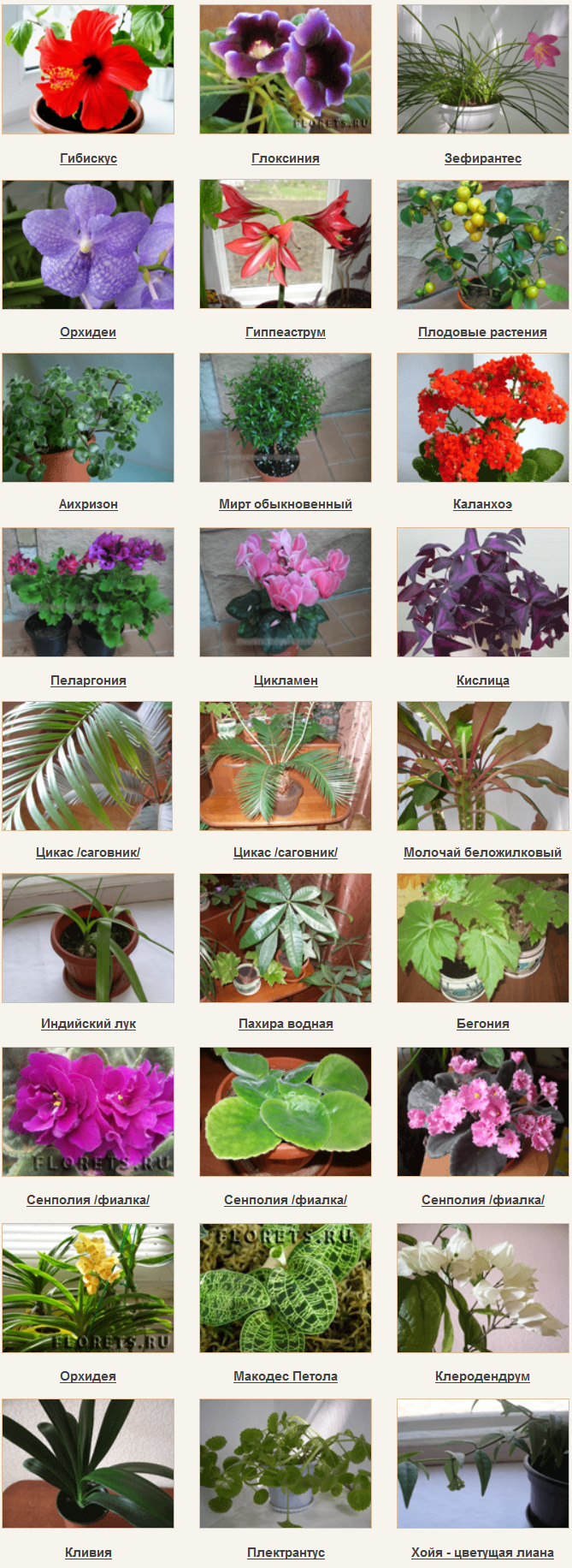 Декоративно лиственные растения: фото и названия