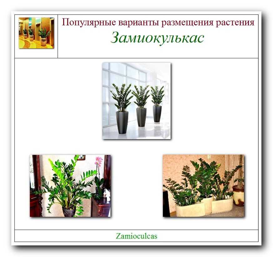 Замиокулькас замиелистный (zamioculcas zamiifolia): описание, фото суккулента, природные характеристики замифолии, предпочтения в содержании, особенности посадки и ухода в домашних условиях